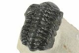 Detailed Reedops Trilobite - Aatchana, Morocco #249809-5